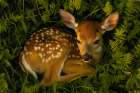 Deer fawn and foliage Art Print